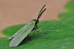 Forester (Adscita statices)