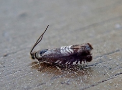 Triple-stripe Piercer (Grapholita compositella)
