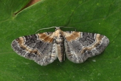 Torskemunndvergmåler (Eupithecia linariata)