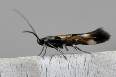 Red Cosmet (Mompha locupletella)