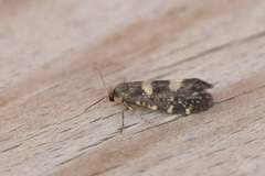 Bringebærknoppmøll (Lampronia corticella)