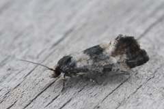 Svevepraktvikler (Cochylis dubitana)