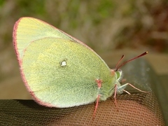 Moorland Clouded Yellow (Colias palaeno)