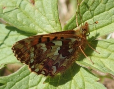 Myrperlemorvinge (Boloria aquilonaris)