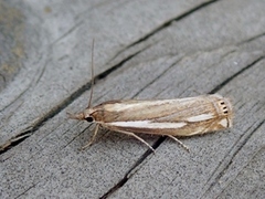 Lyngheinebbmott (Crambus ericella)