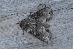 Buehakefly (Polia hepatica)