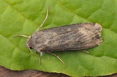 Dark Sword-grass (Agrotis ipsilon)