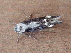 Mompha divisella