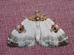 Blue-bordered Carpet (Plemyria rubiginata)
