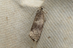 Great Marble (Pseudosciaphila branderiana)