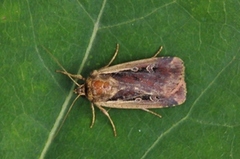 Flame Shoulder (Ochropleura plecta)