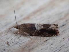 Nut Bud Moth (Epinotia tenerana)