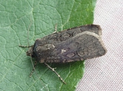 Svart jordfly (Euxoa nigricans)