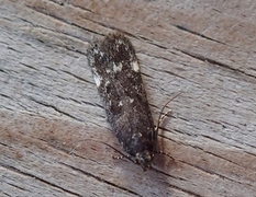 Neofriseria peliella