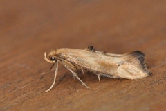 Skvallerkåltannmøll (Epermenia illigerella)