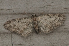 Seljedvergmåler (Eupithecia tenuiata)