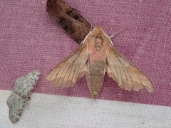 Small Elephant Hawk-moth (Deilephila porcellus)