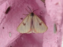 Clouded Buff (Diacrisia sannio)