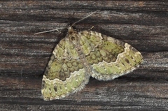 Skogolivenmåler (Colostygia olivata)