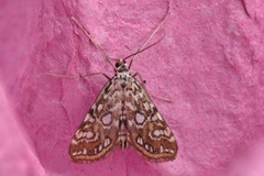 Brown China-mark (Elophila nymphaeata)
