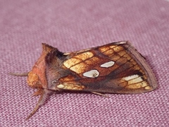 Langstreket metallfly (Plusia festucae)