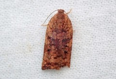 Pine Tortrix (Archips oporana)