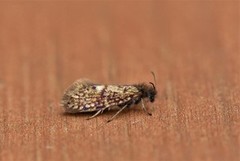 Washed Purple (Eriocrania cicatricella)