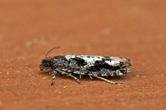 Smal kveldvikler (Epinotia crenana)