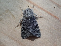 Blågrått kveldfly (Acronicta euphorbiae)