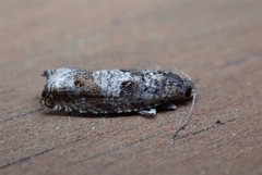 Common Birch Bell (Epinotia immundana)