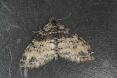 The Seraphim (Lobophora halterata)