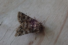 Brunt nellikfly (Hadena perplexa)