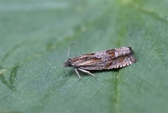 Mørk gullrisengvikler (Eucosma aspidiscana)