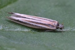 Euhyponomeutoides ribesiella