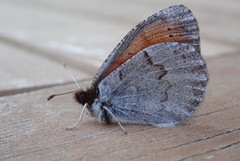 Dewy Ringlet (Erebia pandrose)
