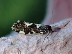 Triaxomera fulvimitrella