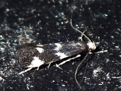 Elachista albifrontella