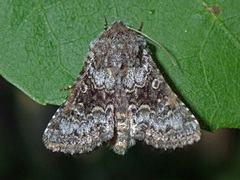 Broad-barred White (Hecatera bicolorata)