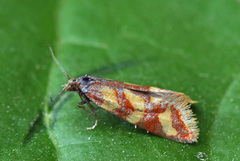 Einerpraktvikler (Aethes rutilana)