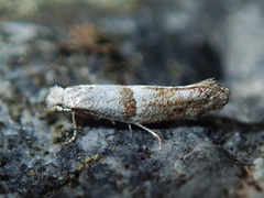 Cedestis subfasciella