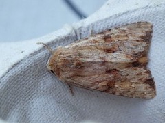 Reddish Light Arches (Apamea sublustris)