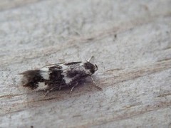 Elachista diederichsiella