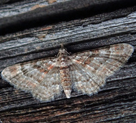 Double-striped Pug (Gymnoscelis rufifasciata)