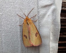 Clouded Buff (Diacrisia sannio)