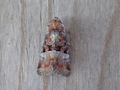 Rødlig strandengfly (Litoligia literosa)