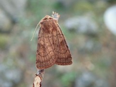 Six-striped Rustic (Xestia sexstrigata)