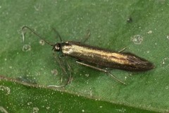 White-clover Case-bearer (Coleophora frischella)