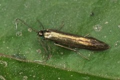 Coleophora frischella