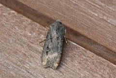 Dark Sword-grass (Agrotis ipsilon)