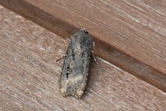 Langvingejordfly (Agrotis ipsilon)